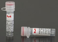 MISSION® esiRNA targeting human PTEN