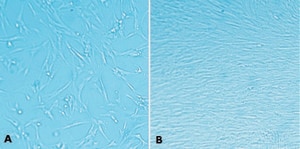 MaxGel™ ECM 96 well plate