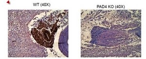 Anti-Histone H4 (citrulline 3) Antibody Upstate®, from rabbit