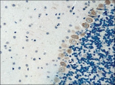Anti-ATG4B antibody produced in rabbit IgG fraction of antiserum, buffered aqueous solution