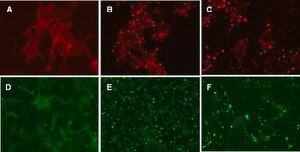LentiBrite RFP-&#946;-actin Lentiviral Biosensor