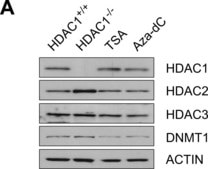 Monoclonal Anti-β-Actin antibody produced in mouse clone AC-74, ascites fluid
