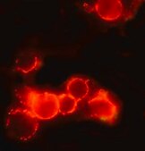 Anti-Mouse IgG (whole molecule)−TRITC antibody produced in rabbit IgG fraction of antiserum, buffered aqueous solution