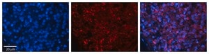 Anti-ZFR antibody produced in rabbit affinity isolated antibody