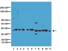 Anti-Connexin 40 Antibody Chemicon®, from rabbit
