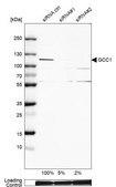 Anti-GCC1 antibody produced in rabbit Prestige Antibodies® Powered by Atlas Antibodies, affinity isolated antibody, buffered aqueous glycerol solution