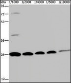 Anti-GFP antibody produced in rabbit affinity isolated antibody
