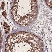 Anti-FAM96B antibody produced in rabbit Prestige Antibodies® Powered by Atlas Antibodies, affinity isolated antibody, buffered aqueous glycerol solution