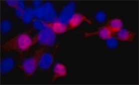Anti-c-Myc antibody, Mouse monoclonal clone 9E10, purified from hybridoma cell culture
