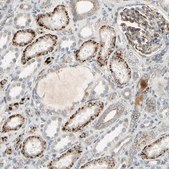 Anti-NDFIP1 antibody produced in rabbit Prestige Antibodies® Powered by Atlas Antibodies, affinity isolated antibody, buffered aqueous glycerol solution