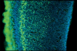 Monoclonal Anti-Chondroitin Sulfate antibody produced in mouse clone CS-56, ascites fluid