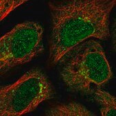 Anti-GCC2 antibody produced in rabbit Prestige Antibodies® Powered by Atlas Antibodies, affinity isolated antibody, buffered aqueous glycerol solution