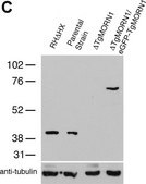 Anti-α-Tubulin antibody, Mouse monoclonal clone B-5-1-2, purified from hybridoma cell culture