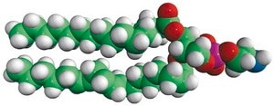 16:0-18:2 PE 1-palmitoyl-2-linoleoyl-sn-glycero-3-phosphoethanolamine, chloroform