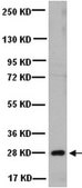 Anti-Heterochromatin Protein-1 β Antibody, clone 1MOD-1A9 ascites fluid, clone 1MOD-1A9, Chemicon®