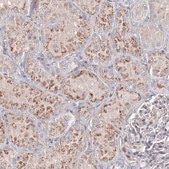 Anti-SH3BP5 antibody produced in rabbit Prestige Antibodies® Powered by Atlas Antibodies, affinity isolated antibody, buffered aqueous glycerol solution