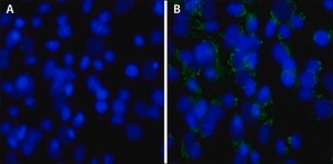 4′,6-Diamidino-2-phenylindole dihydrochloride powder, BioReagent, suitable for cell culture, ≥98% (HPLC), suitable for fluorescence