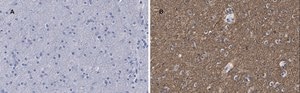 Anti-β-Tubulin III Antibody, clone 5H16, ZooMAb® Rabbit Monoclonal recombinant, expressed in HEK 293 cells
