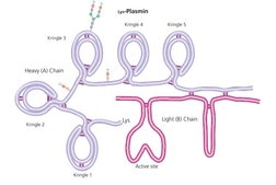 Plasmin from human plasma lyophilized powder, ≥2.0 units/mg protein