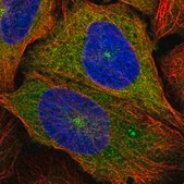 Anti-KIF5B antibody produced in rabbit Prestige Antibodies® Powered by Atlas Antibodies, affinity isolated antibody