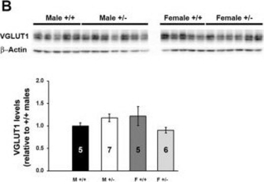 Anti-Vesicular Glutamate Transporter 1 Antibody clone 3C10.2, Chemicon®, from mouse