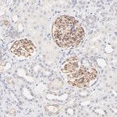 Anti-NPNT antibody produced in rabbit Prestige Antibodies® Powered by Atlas Antibodies, affinity isolated antibody, buffered aqueous glycerol solution