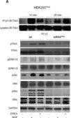 Anti-TrkA Antibody Upstate®, from rabbit