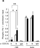 Anti-RNA polymerase II Antibody, clone CTD4H8 clone CTD4H8, Upstate®, from mouse