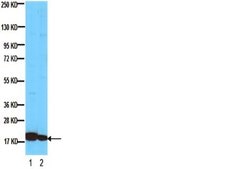 Anti-Histone Antibody, clone H11-4 clone H11-4, Chemicon®, from mouse