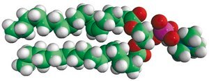 18:1 (Δ6-Cis) PC 1,2-dipetroselenoyl-sn-glycero-3-phosphocholine, chloroform