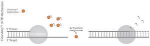 CleanAmp™ dNTP Modified dNTP set for hot-start PCR, 2 μmol of each dNTP