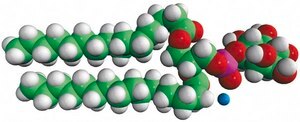 16:0 PI 1,2-dipalmitoyl-sn-glycero-3-phospho-(1′-myo-inositol) (ammonium salt), powder