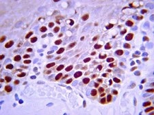 Anti-PCNA Antibody, clone PC10 clone PC10, Chemicon®, from mouse