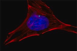 Anti-γ-Tubulin antibody produced in rabbit IgG fraction of antiserum, buffered aqueous solution