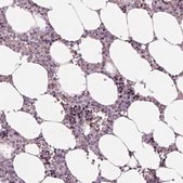 Anti-MKI67 antibody produced in rabbit Ab2, Prestige Antibodies® Powered by Atlas Antibodies, affinity isolated antibody, buffered aqueous glycerol solution