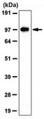 Anti-E3 ubiquitin-protein ligase UHRF1 Antibody from rabbit, purified by affinity chromatography