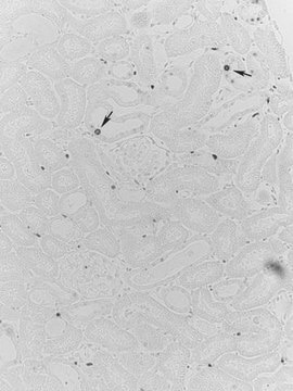 Anti-PCNA Antibody, clone PC10 clone PC10, Upstate®, from mouse