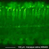 Anti-Opsin Antibody, Red/Green Chemicon®, from rabbit