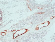 ExtrAvidin®−Peroxidase buffered aqueous solution