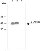 Anti-Mouse IgG (Fab specific)–Peroxidase antibody produced in goat affinity isolated antibody, buffered aqueous solution