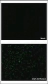 Anti-NS3 antibody produced in rabbit affinity isolated antibody, buffered aqueous solution