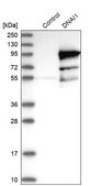Anti-DNAI1 antibody produced in rabbit Prestige Antibodies® Powered by Atlas Antibodies, affinity isolated antibody, buffered aqueous glycerol solution, Ab2
