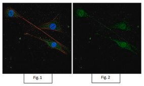 Anti-Ubiquitin, Lys48-Specific, clone Apu2, Alexa Fluor™ 488 conjugate clone Apu2, from rabbit, ALEXA FLUOR™ 488
