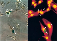 Monoclonal Anti-BrdU antibody produced in mouse clone BU-33, ascites fluid, Immunohistology Grade