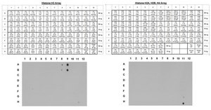 ChIPAb+ Trimethyl-Histone H3 (Lys4) - ChIP Validated Antibody and Primer Set clone CMA304, from mouse, purified by using protein G