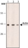 Anti-Actin, Cardiac antibody, Mouse monoclonal clone AC1-20.4.2, purified from hybridoma cell culture