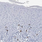 Anti-VPS13D antibody produced in rabbit Prestige Antibodies® Powered by Atlas Antibodies, affinity isolated antibody, buffered aqueous glycerol solution