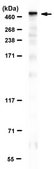 Anti-Dystrophin
