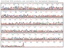 GenElute™ PCR Clean-Up Kit sufficient for 70 purifications