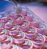Millicell® 6 well standing inserts pore size 0.4 μm, diam. 30 mm, translucent polycarbonate membrane, size 6 wells, Tissue Culture (TC)-treated surface, sterile